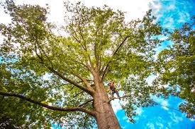 Professional Tree Removal in East Norwich, NY