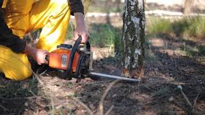 Best Tree Disease Treatment  in East Norwich, NY