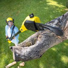 Best Tree Risk Assessment  in East Norwich, NY