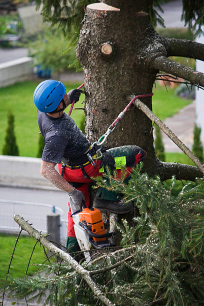 Best Lawn Disease Treatment  in East Norwich, NY